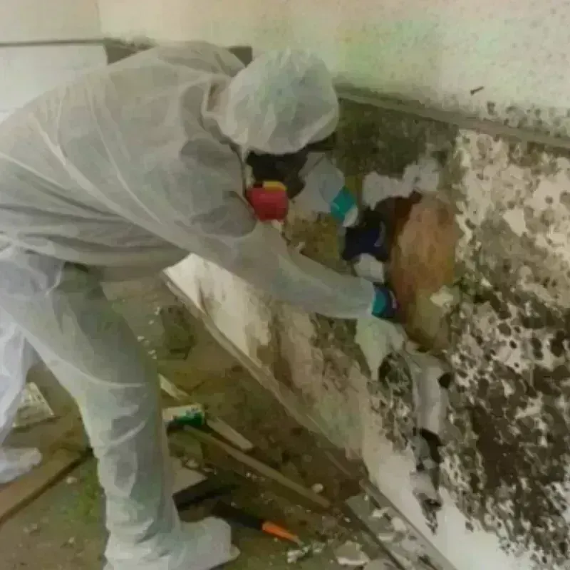 Mold Remediation and Removal in Cutten, CA